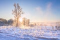 Sunny winter morning landscape. Amazing winter scene with bright sun through trees and mist. Christmas time. Xmas Royalty Free Stock Photo