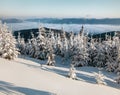 Sunny winter morning in mountain forest with snow covered fir trees. Splendid outdoor scene of Carpathian mountains. Beauty of nat Royalty Free Stock Photo