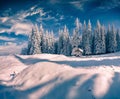 Sunny winter scene in the mountain forest