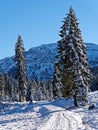 Hiking trail in snow-covered mountain forest landscape by sunshine Royalty Free Stock Photo