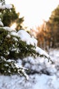 Sunny winter scenery, snowman in the woods, snow on the branch Royalty Free Stock Photo