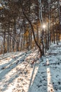Sunny winter scenery, snowman in the woods, snow on the branch Royalty Free Stock Photo