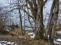 Sunny winter trees with lake background