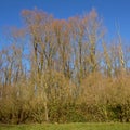 Sunny winter wilderness with bare trees and shrubs in Durmmeersen nature reserve, Ghent