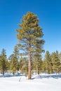 Trees during WInter, at Bryce Canyon Royalty Free Stock Photo