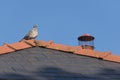 Sunny wood pigeon perched on the mossy peak of a tiled roof Royalty Free Stock Photo