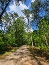 Sunny wooded driveways