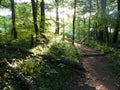 Sunny Woods With Trail and Fallen Tree