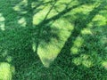 Sunny yard shade trees backyard grass lawn tree shadow shadows daytime sun shady picnic park sunshine afternoon Royalty Free Stock Photo