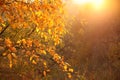 Sunny yellow autumn forest, branches on the background of the setting sun Royalty Free Stock Photo