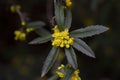 Sunny yellow barberry flowers, macro photography of a garden shrub,