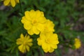 Buttercups in a wildflower meadow Royalty Free Stock Photo