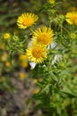 Sunny yellow flowers. Beautiful little flowers with amazing petals.