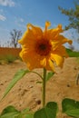 Sunny Yellow Gerbera Daisy Royalty Free Stock Photo