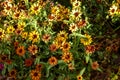 Sunny yellow and orange zinnia flowers garden Royalty Free Stock Photo