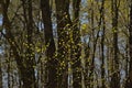 Sunny young birch leafs against dark tree trunks in the spring forest