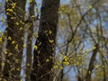 Sunny young birch leafs against dark tree trunks in the spring forest