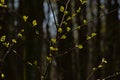 Sunny young birch leafs against dark tree trunks in the spring forest