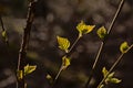 Sunny young birch leafs against dark tree trunks in the spring forest Royalty Free Stock Photo