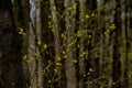 Sunny young birch leafs against dark tree trunks in the spring forest Royalty Free Stock Photo