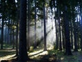 Sunray in forest