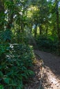 Sunray through the trees. Path in the forest in Costa Rica Royalty Free Stock Photo