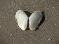 Small white sea shell on brown beach sand