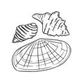 Sunray venus and other shells isolated in white background. Marine seashells sketch. Vector illustration
