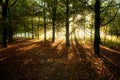 Sunrays through beech trees in autumn Royalty Free Stock Photo