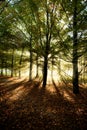 Sunrays through beech trees in autumn Royalty Free Stock Photo