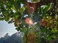 Sunrays through branches of Tree of Roxburgh fig, elephant ear fig tree Ficus auriculata.