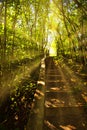 Sunrays coming trough trees in forest at Burren National Park in Ireland