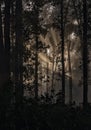 Sunrays coming through the woods at Kanha National park,Madhya Pradesh,India