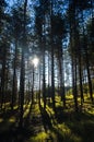 Sunrays at coniferous forest, autumn sunny morning at Zeljin mountain Royalty Free Stock Photo