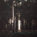 Sunrays In The Dark Forest Royalty Free Stock Photo