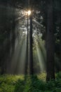 Sunrays in a dark pine forest Royalty Free Stock Photo