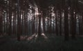 Sunrays In The Dark Pine Forest Royalty Free Stock Photo