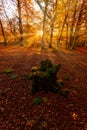 Sunrays in an enchanted beech forest in Entzia