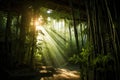 sunrays filtering through the bamboo canopy