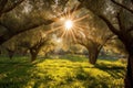 sunrays filtering through olive trees in the orchard