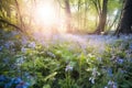 sunrays filtering onto a carpet of bluebell flowers in woods