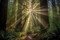 sunrays filtering through redwoods tall canopy