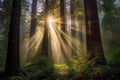 sunrays filtering through redwoods tall canopy