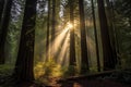 sunrays filtering through redwoods tall canopy