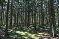 Sunrays filtering thru the forest foliage at Gribskov in Denmark Royalty Free Stock Photo