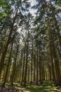 Sunrays filtering thru the forest foliage at Gribskov in Denmark Royalty Free Stock Photo