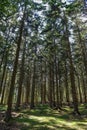 Sunrays filtering thru the forest foliage at Gribskov in Denmark Royalty Free Stock Photo