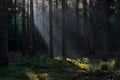 Sunrays in a dark forest Royalty Free Stock Photo