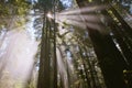 Sunrays through the forest in lady bird Johnson grove Royalty Free Stock Photo
