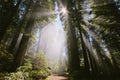 Sunrays through the forest in lady bird Johnson grove Royalty Free Stock Photo